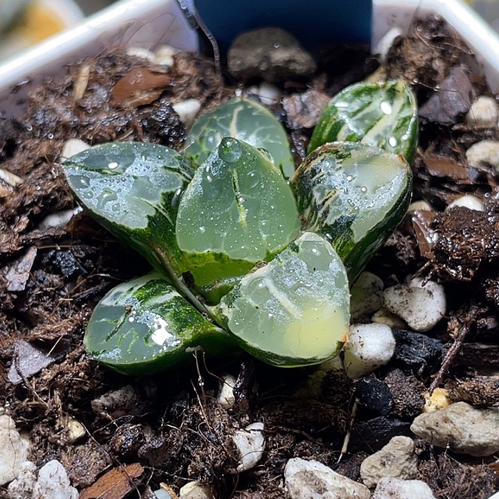 575火凤凰克锦福利