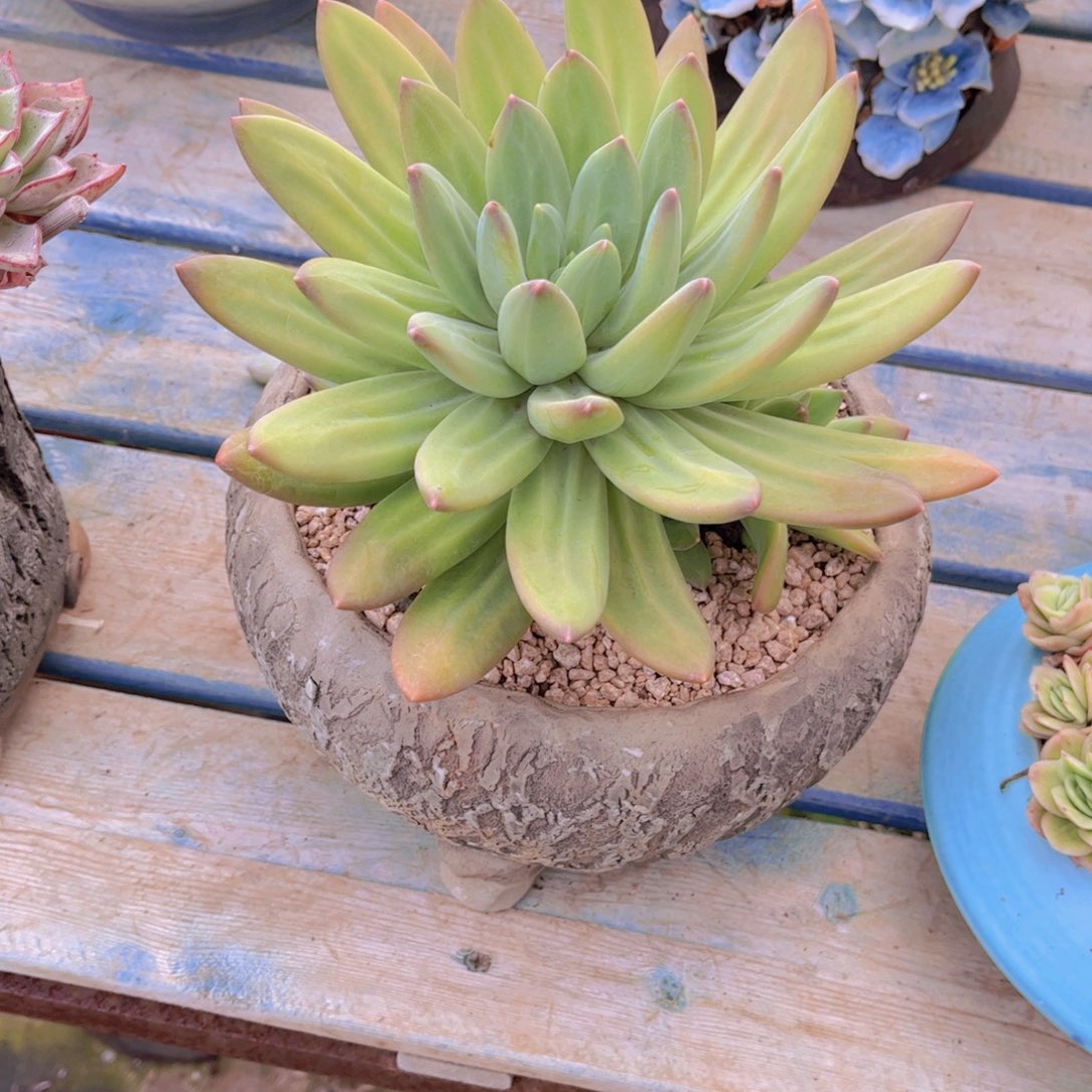 ℛ****多肉LCD蜜糖