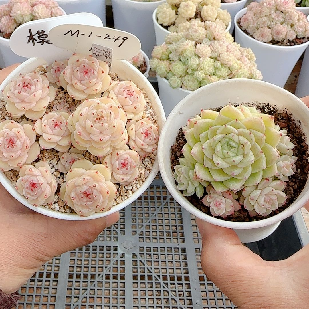 1214-21（m1-249-1）优选