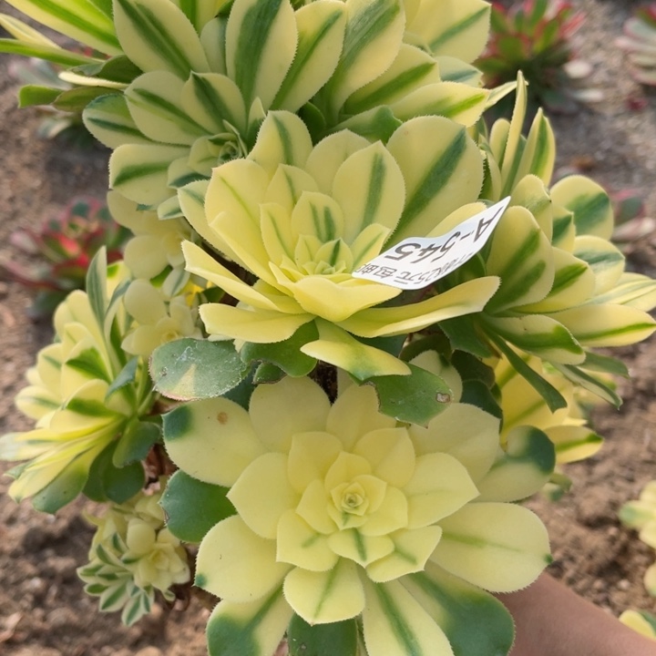 545雪连不掉头22345678