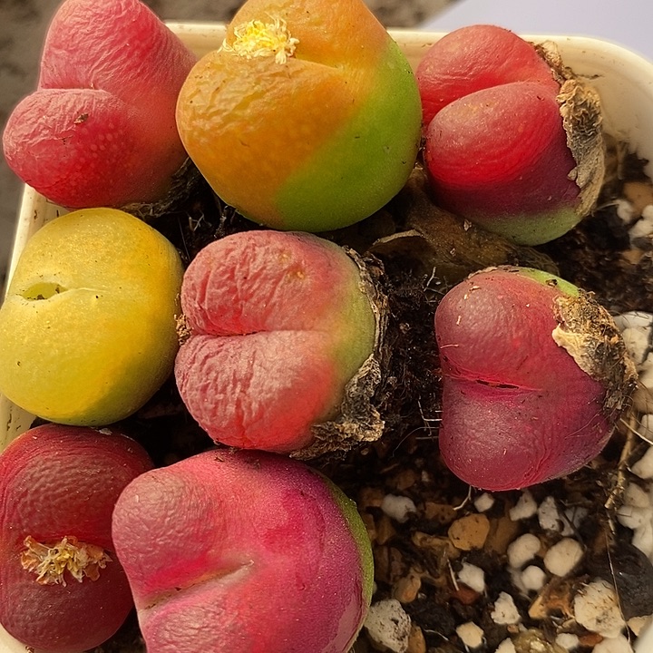 123彩蟠桃一组。      