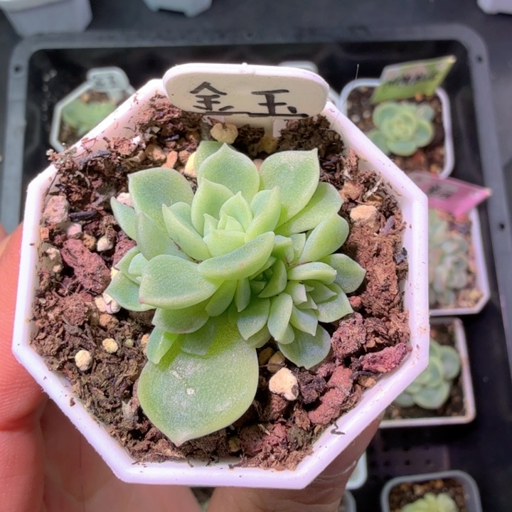 ****金玉财富四头开心