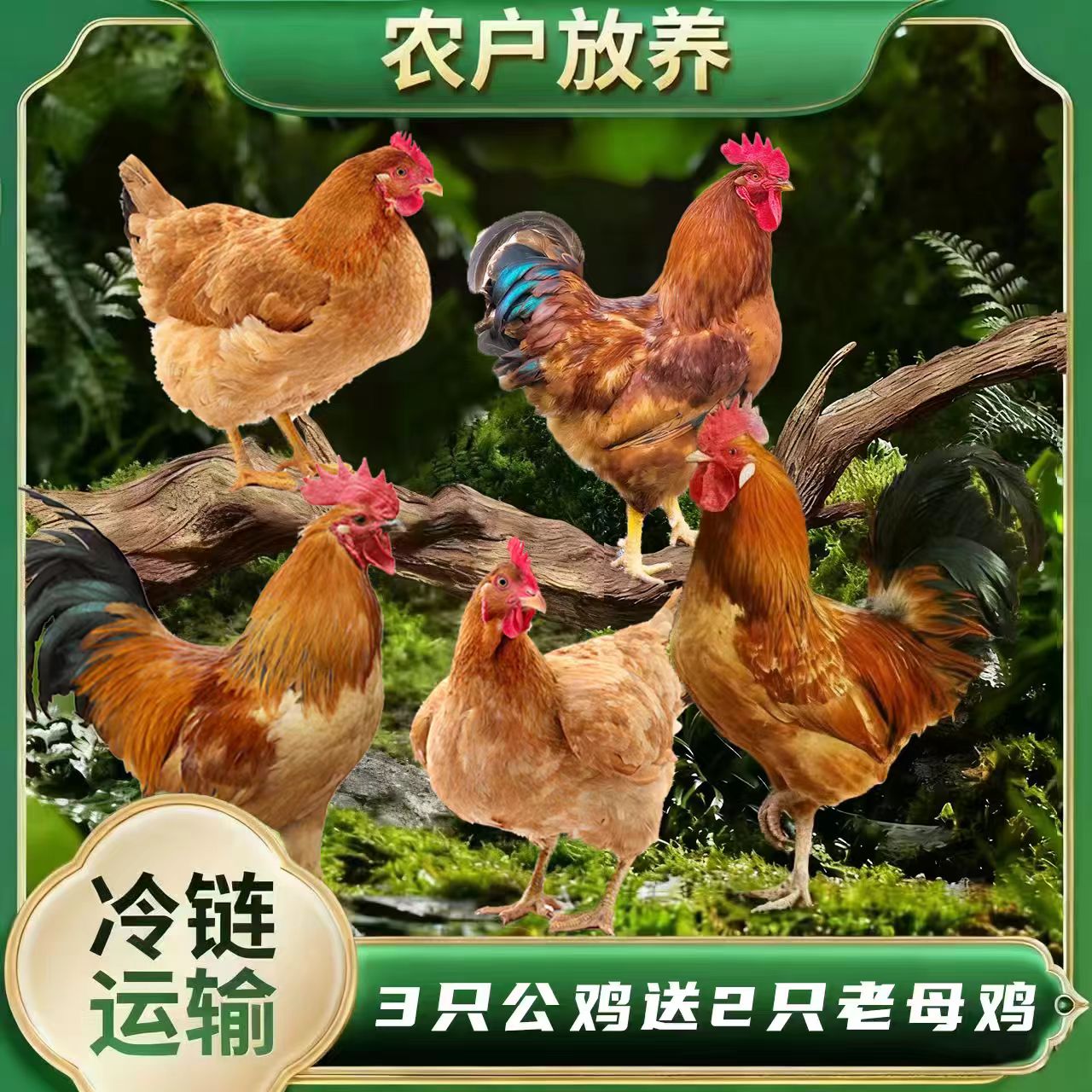 【小丽】宰杀好发货 3只公鸡送2只老母鸡 到手五只 净重10-11斤