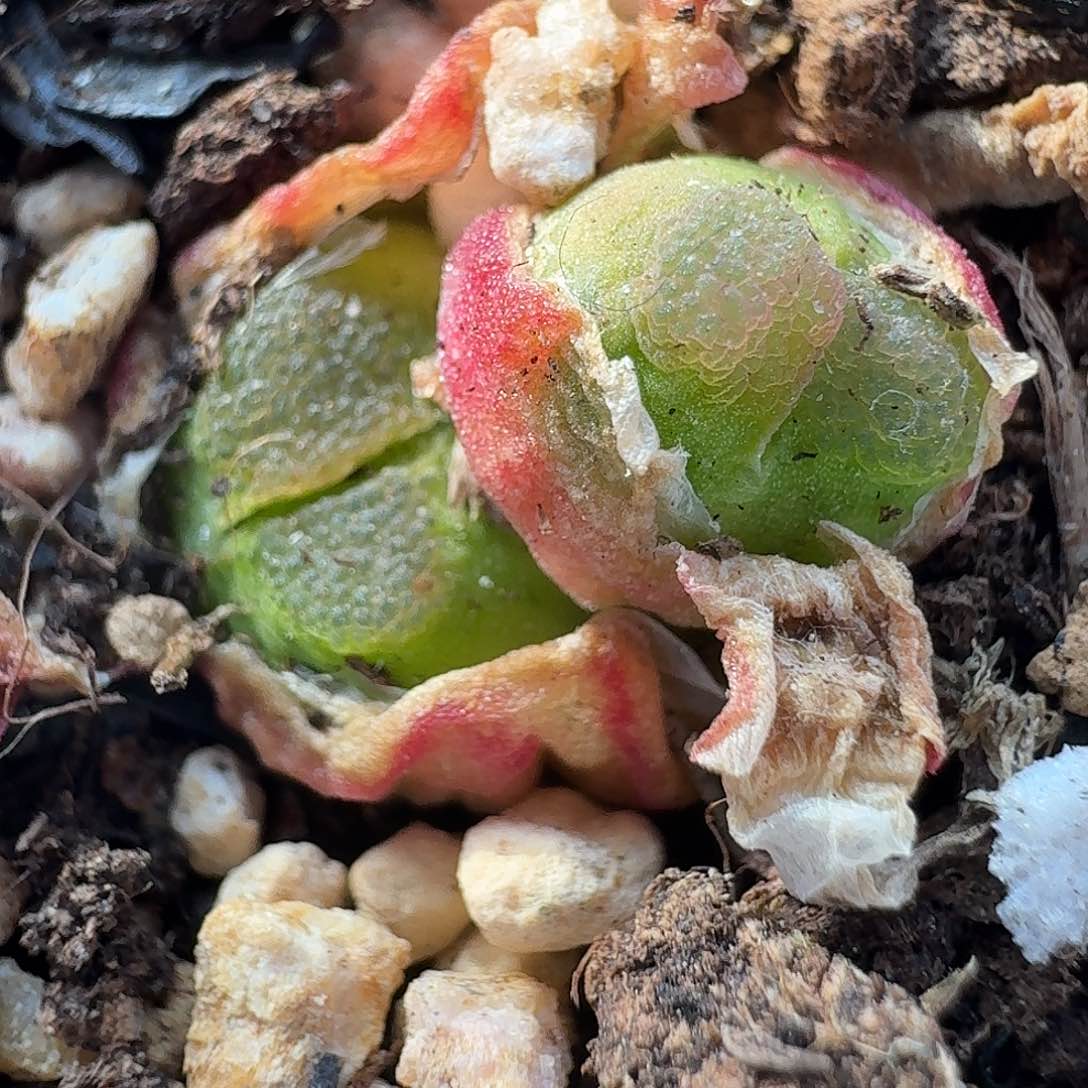 老马生石花雪茄1817