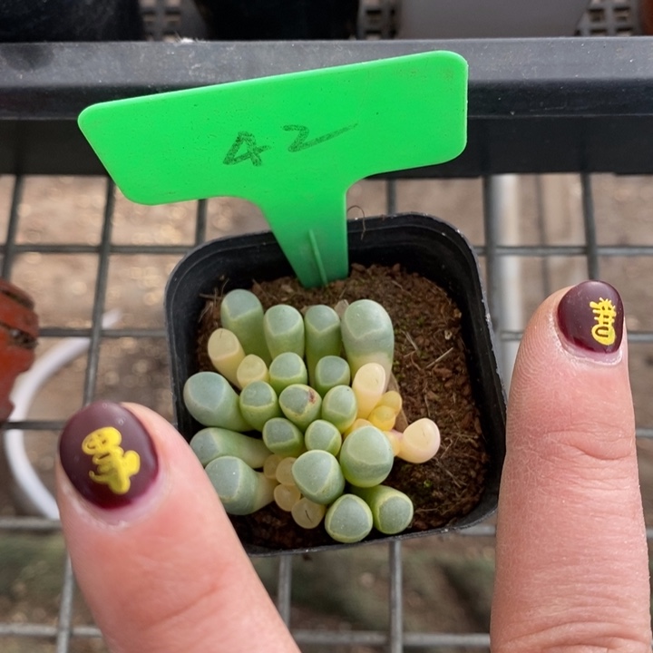 伯克利和格蕾纳等著名音乐家