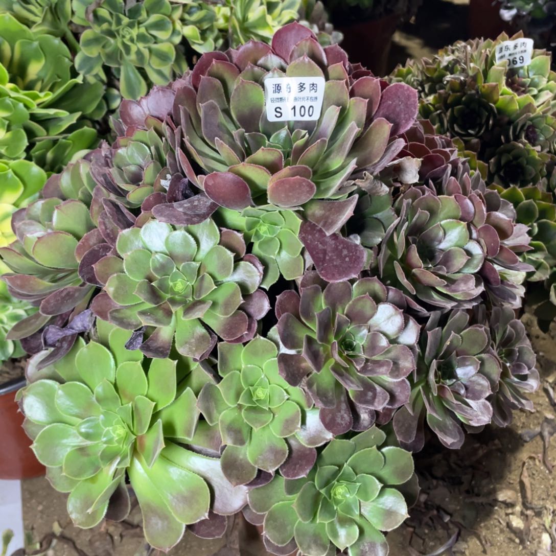 100鸡蛋多肉法师断枝不包