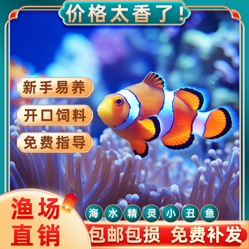 海缸小丑鱼海水观赏鱼人工公子尼莫小鱼耐活好养奥黑新手水族热带