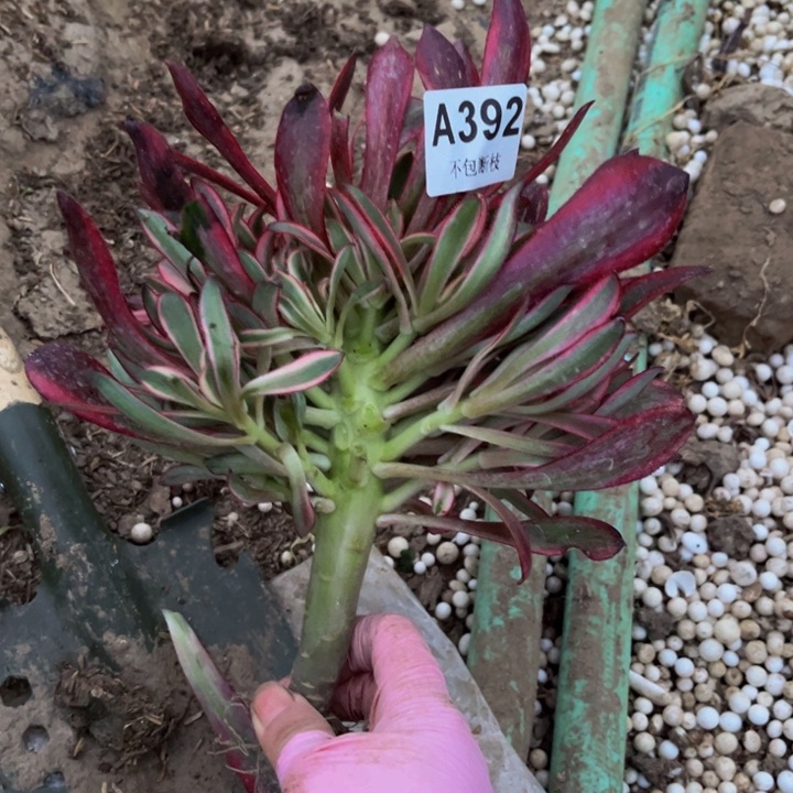 392香奶奶福利多肉法师不包断枝