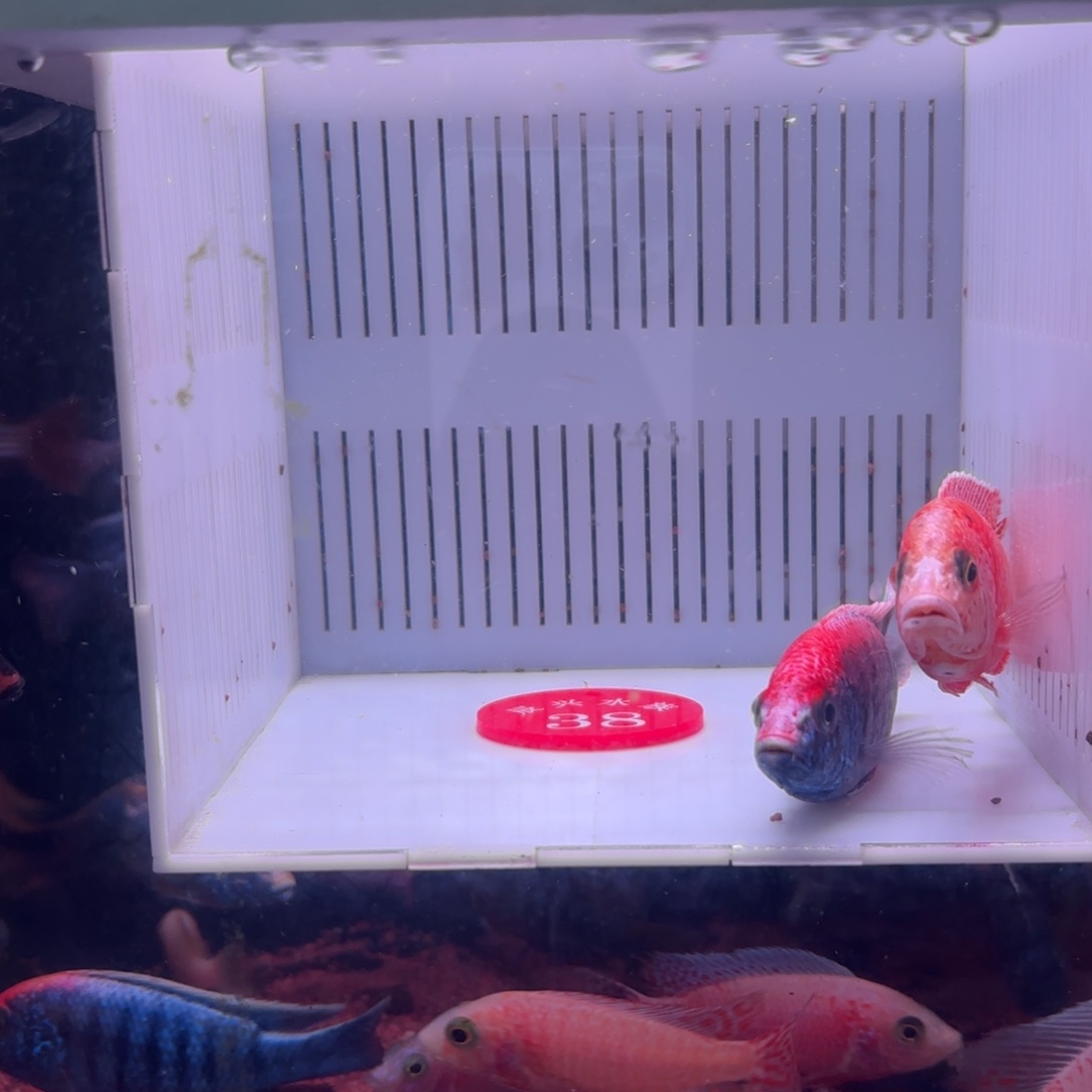 慈鲷鱼直播38号2条