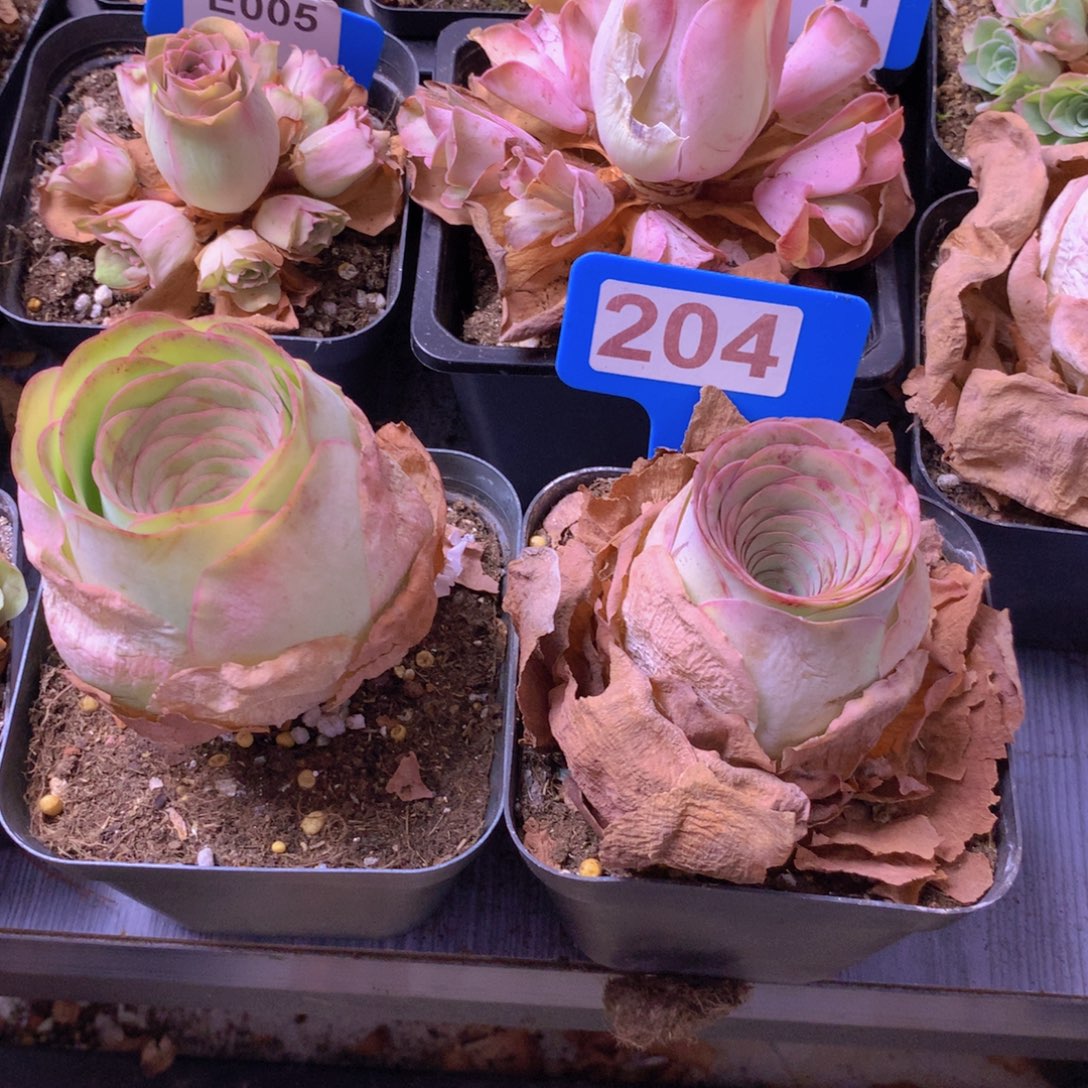 麻***的一物一拍组合福利204