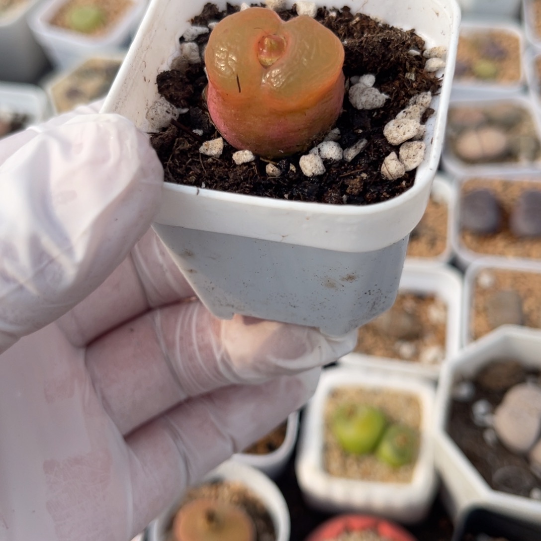 多肉植物一物一拍12