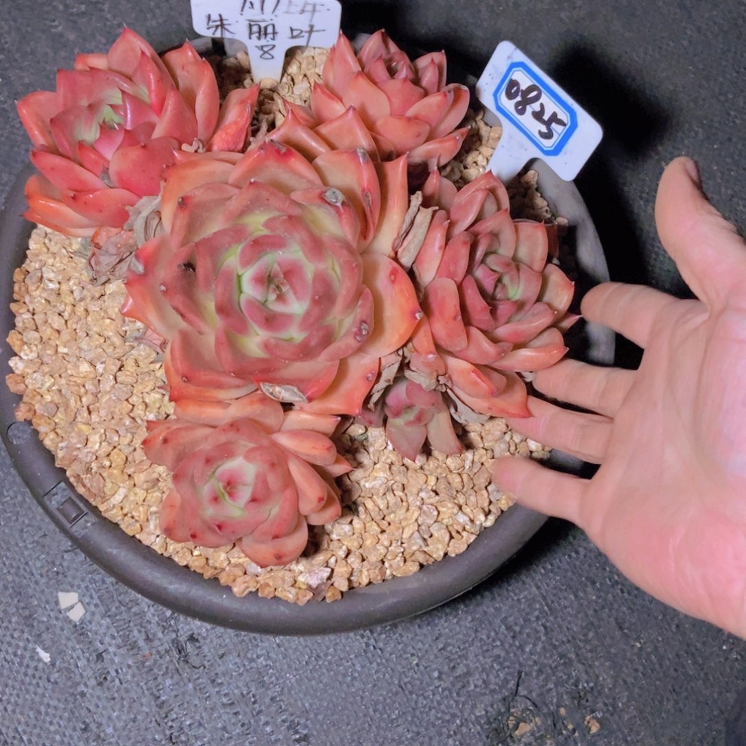 你***．0825朱丽叶大群一颗