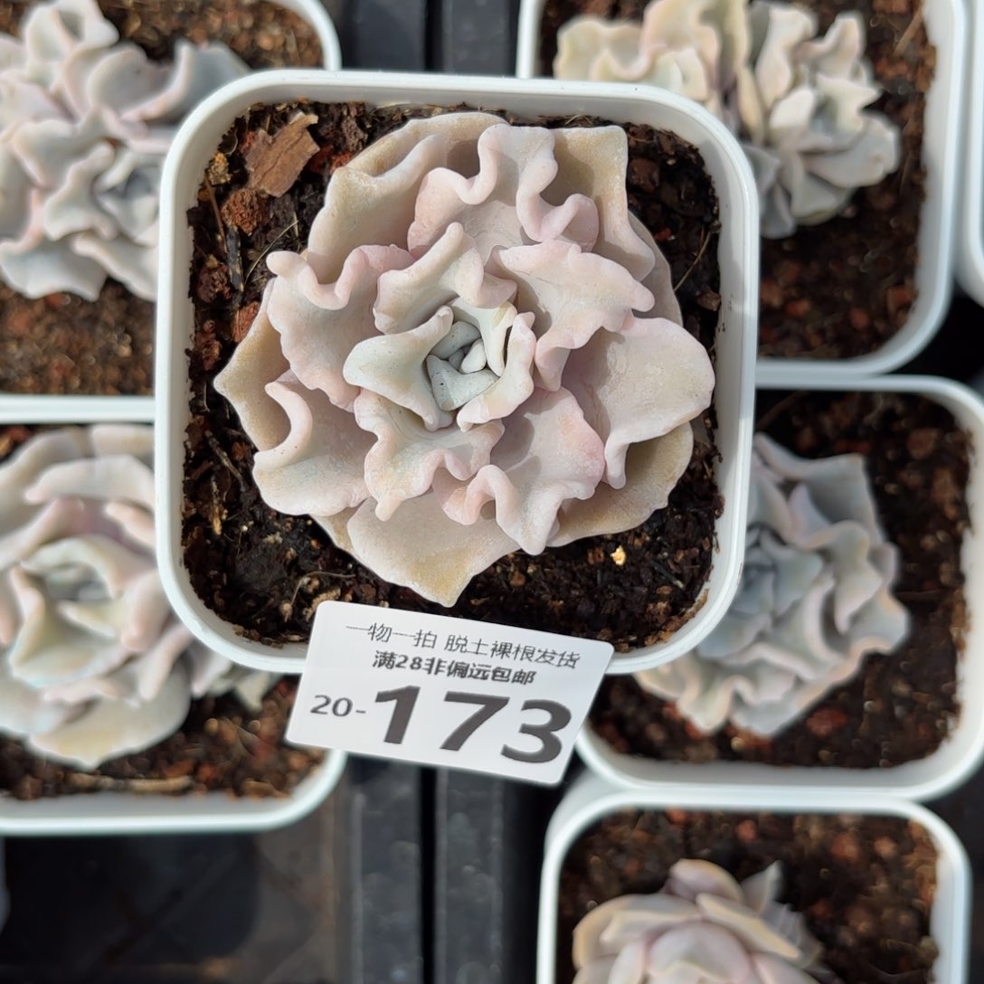 芭蕾舞者多肉多肉多肉