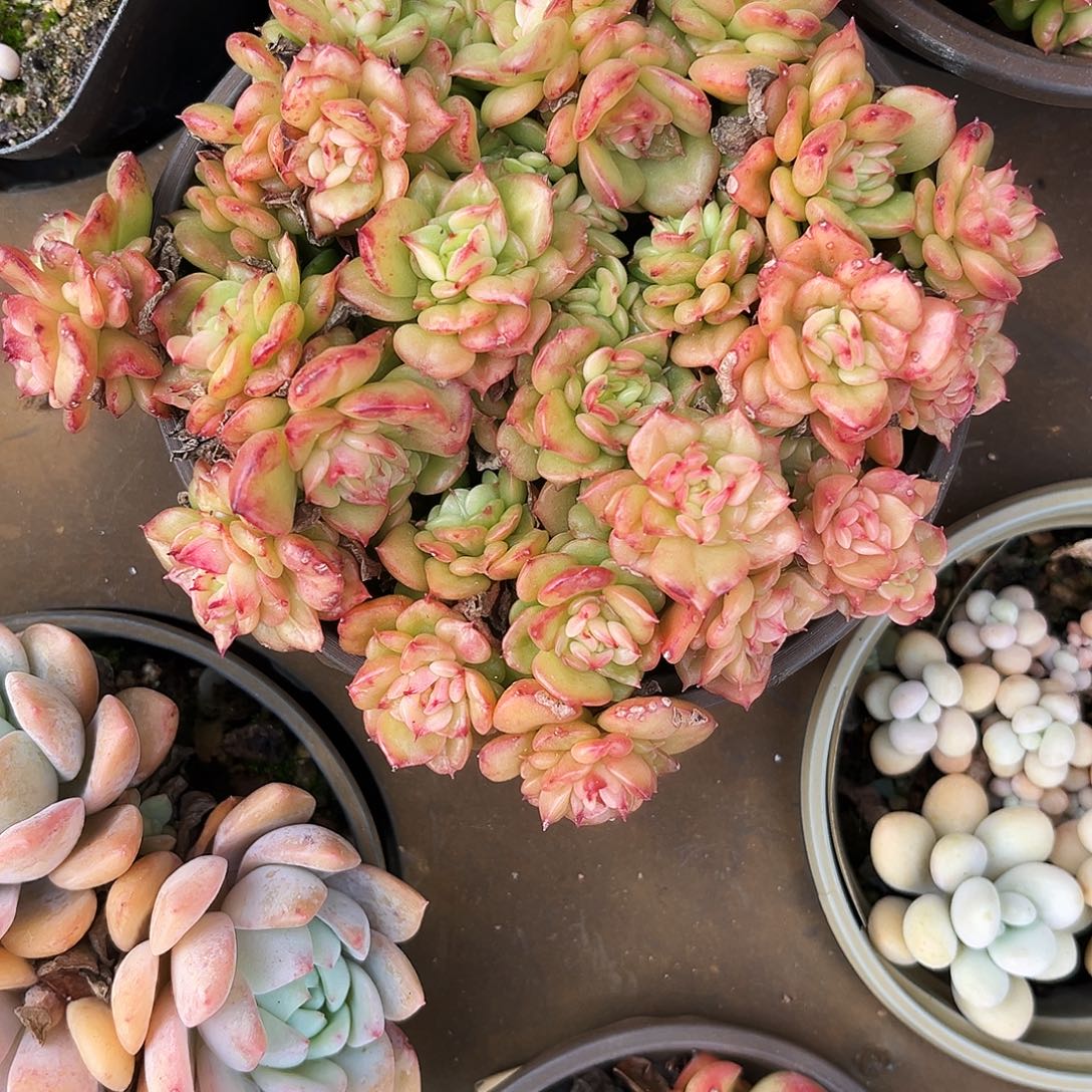 仙***女191多肉植物生长的特点