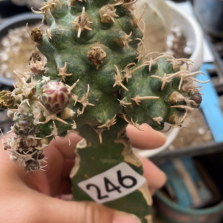 仙人球246号飞鸟球