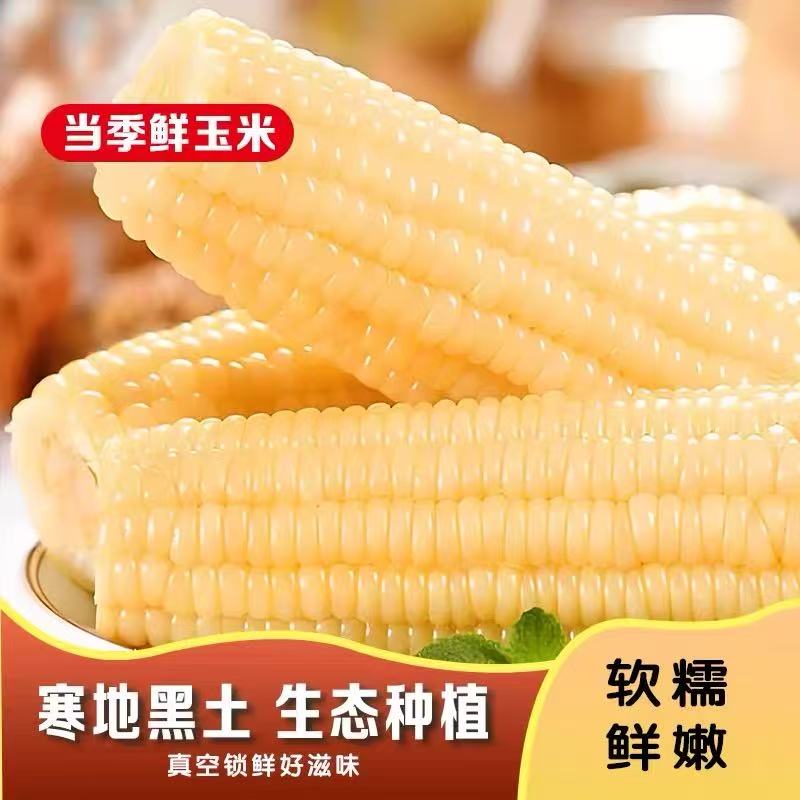 【整箱13根】2025年头茬彩袋白糯玉米糯香甜净重7斤-7.5斤（试吃3根）