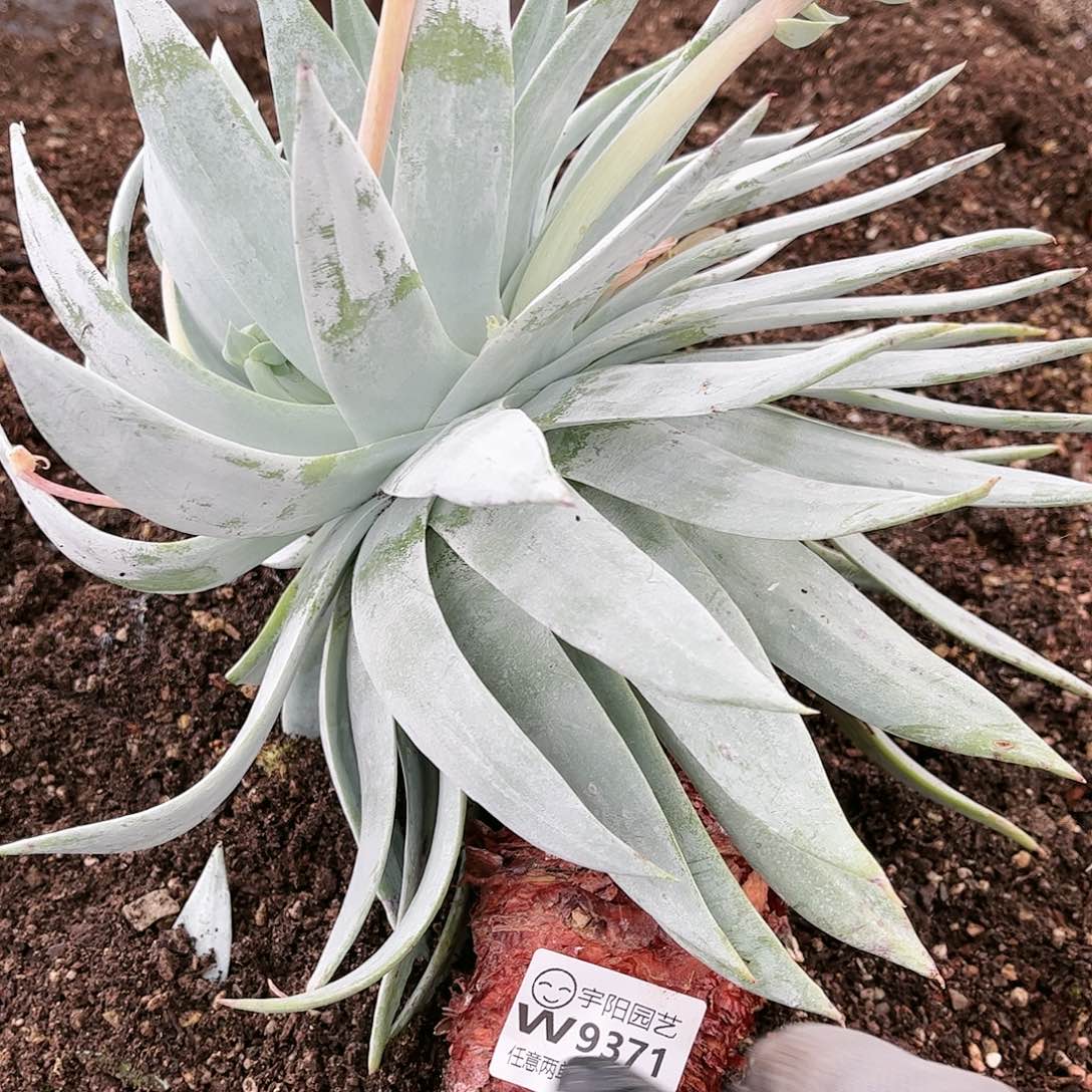 9371雪山仙女杯多肉