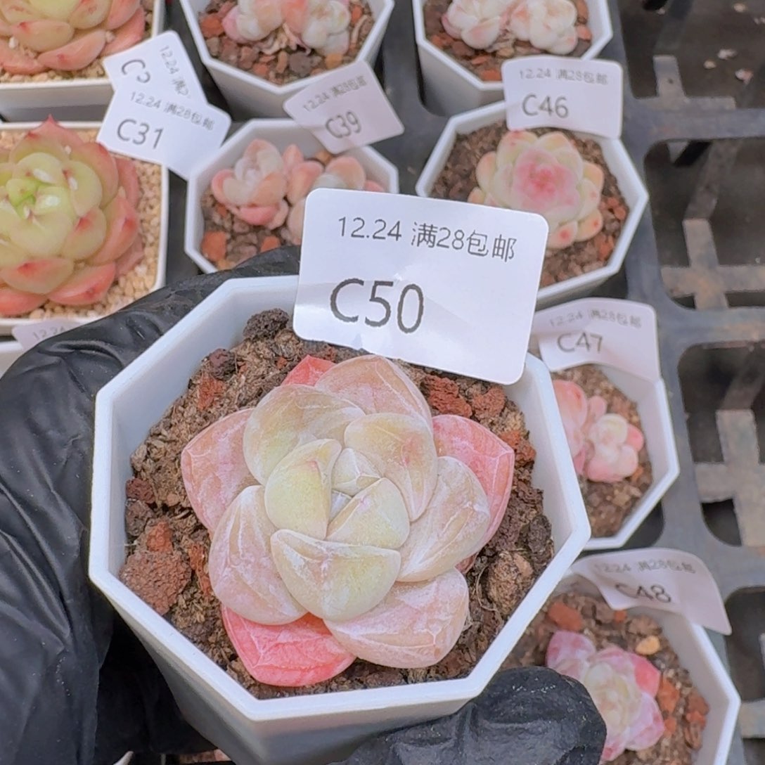 单头粉冰玉一颗脱土