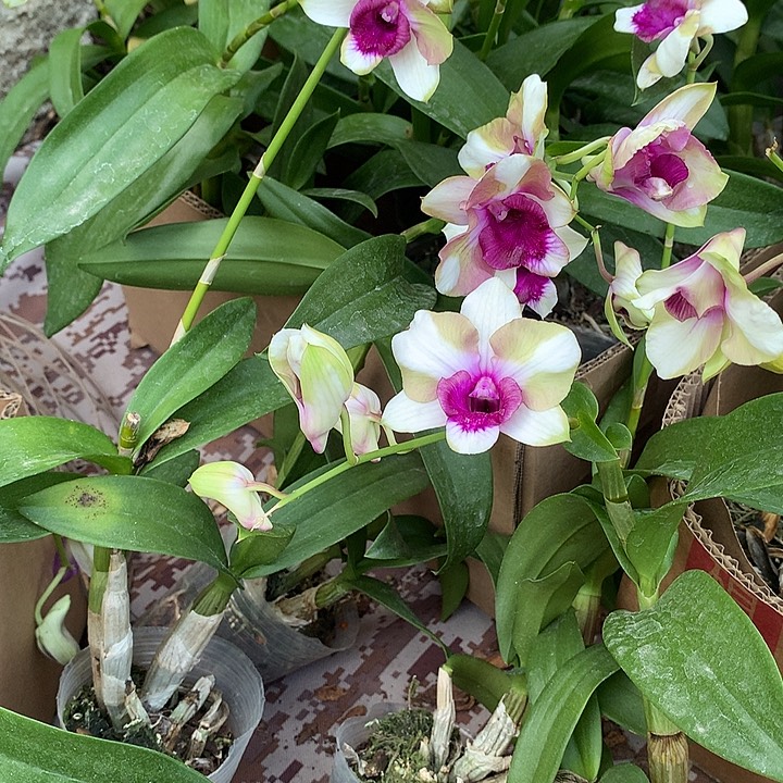 完全开放幻影龙王大小两苗裸根发花叶不包损