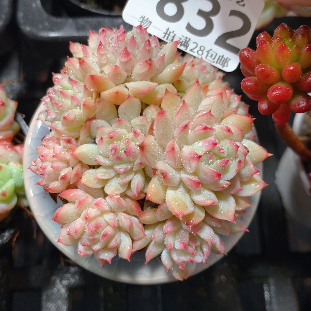 5CM拇指盆精控多肉ZD832