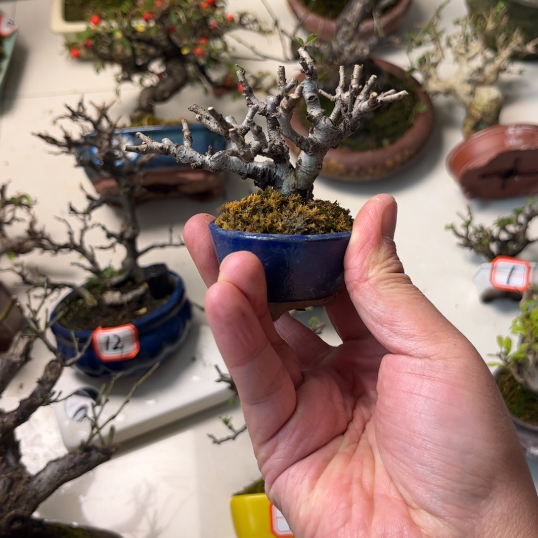 完全开放长寿梅山公园位于四川省成都市武侯区自治州