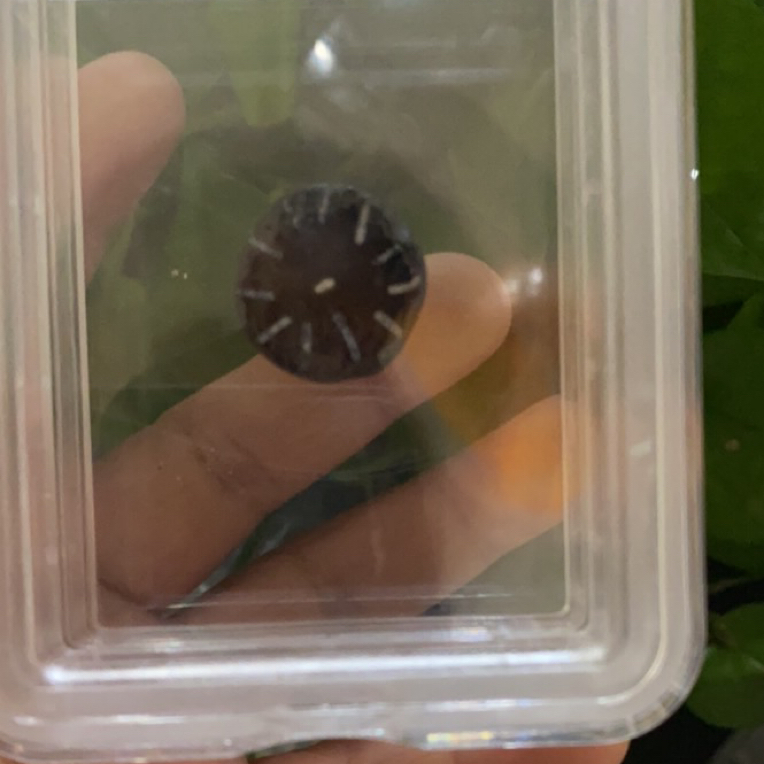 藏地密码藏式珠串 y10