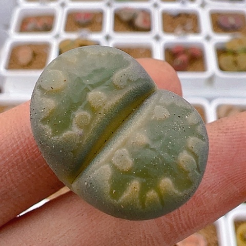 【闪购商品】20375