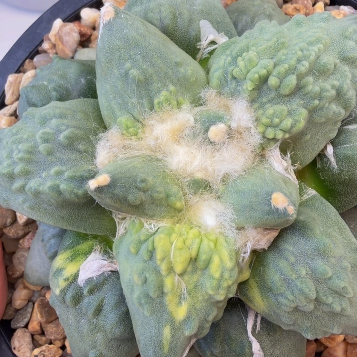 边境老头家的怒涛锦