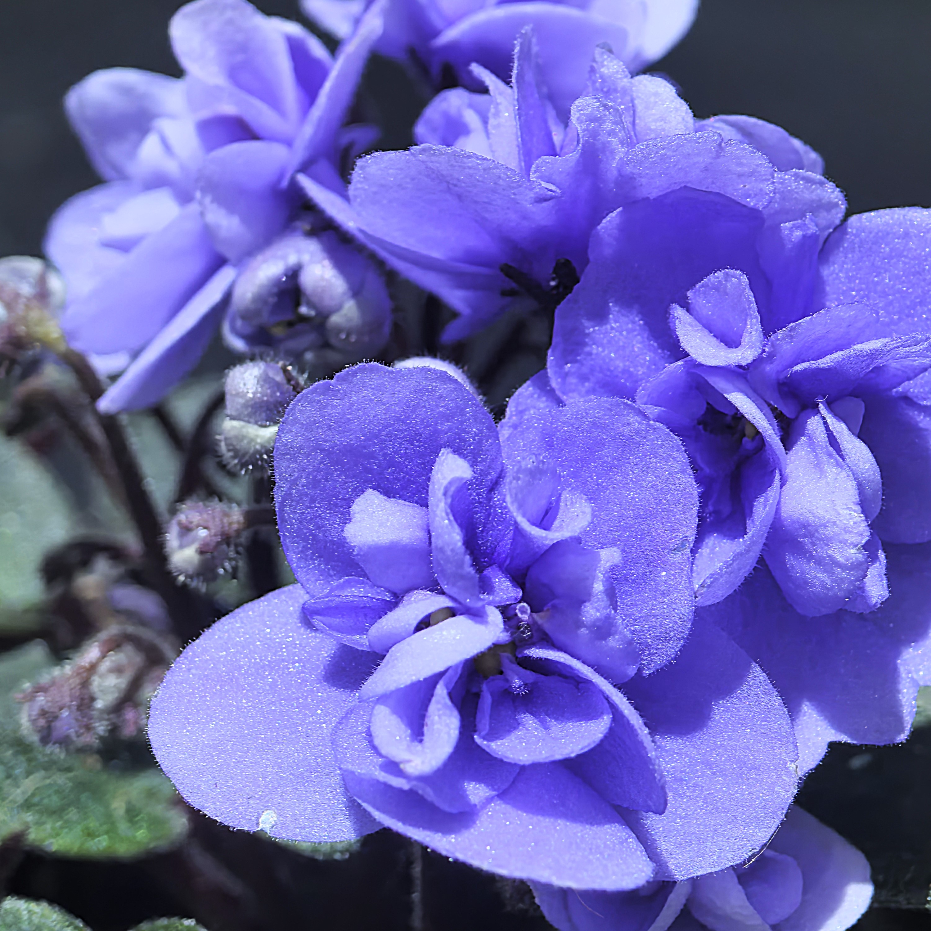 蓝蝶） 迷你款7.5cm盆 非洲堇紫罗兰 室内四季开花 多年生常