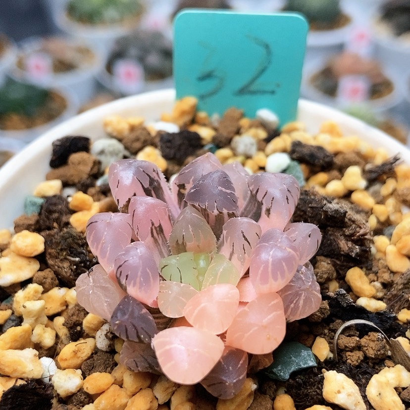 【闪购商品】32冰灯锦