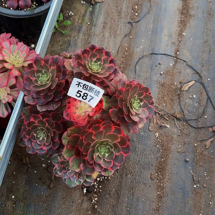 587多肉法师锦1111