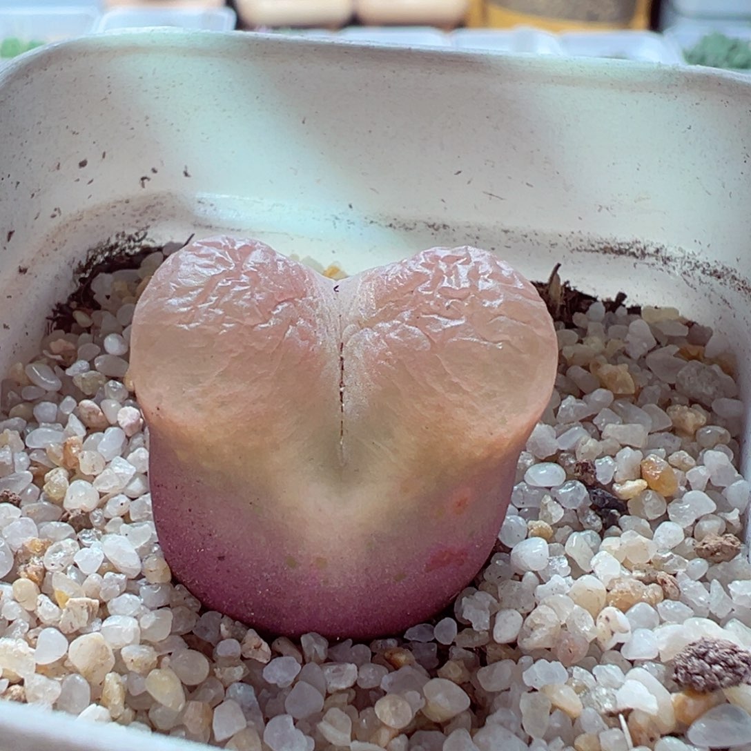 1224-426多肉多肉