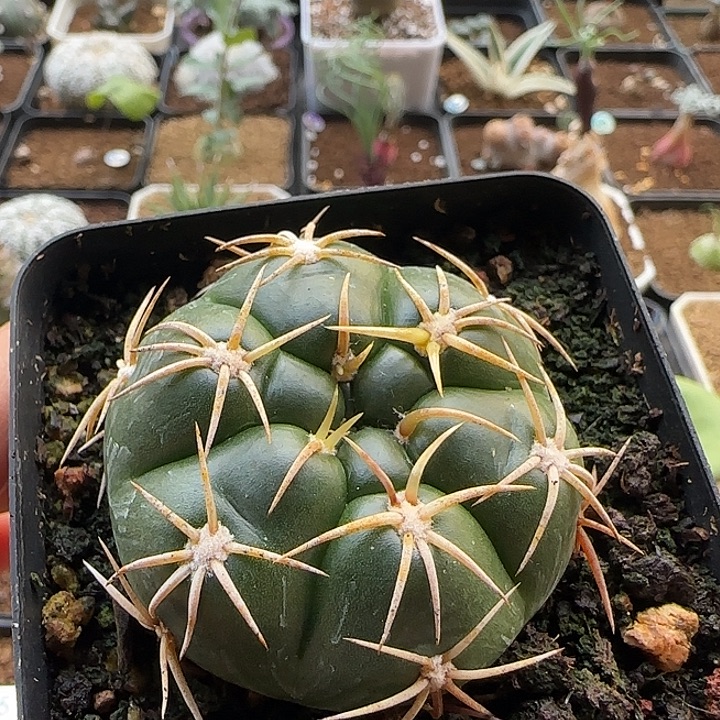 海王实生一物一拍