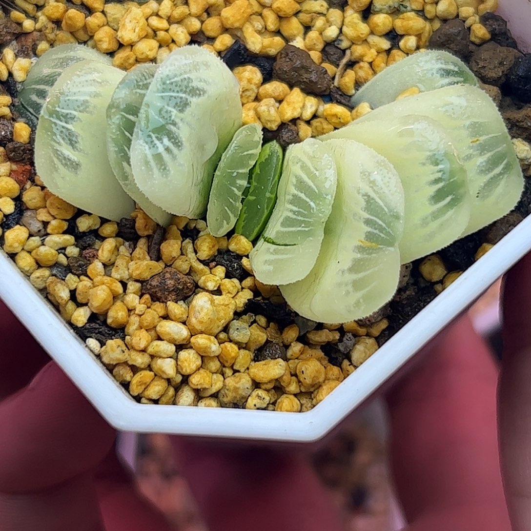 糊斑草玉扇十二卷多肉