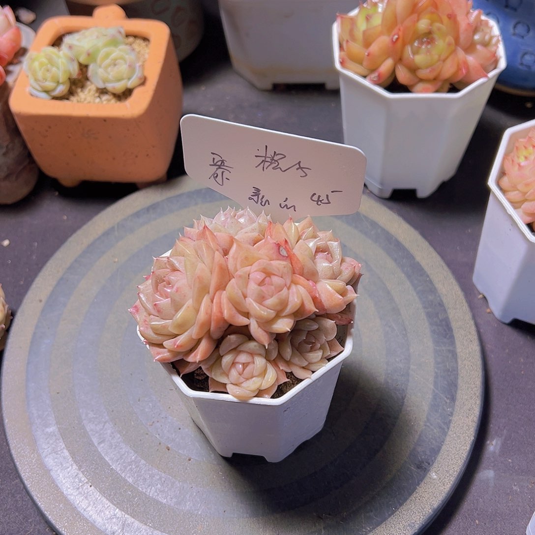 格*新品，多肉植物