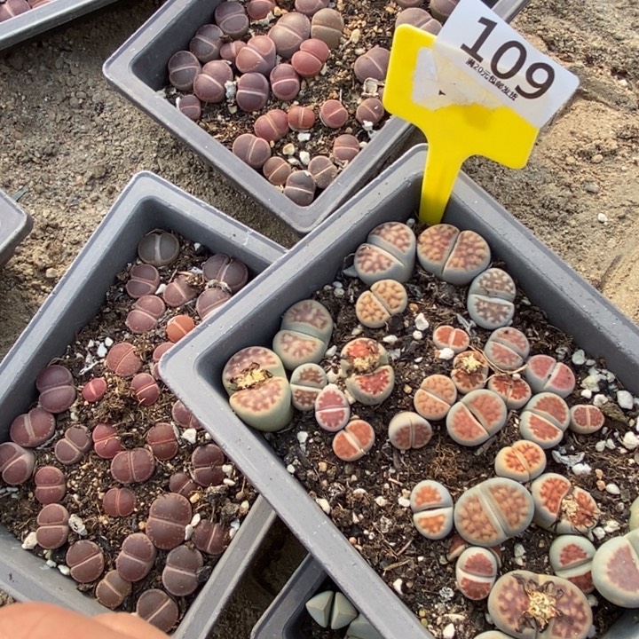 微***、生石花的季节是春天109