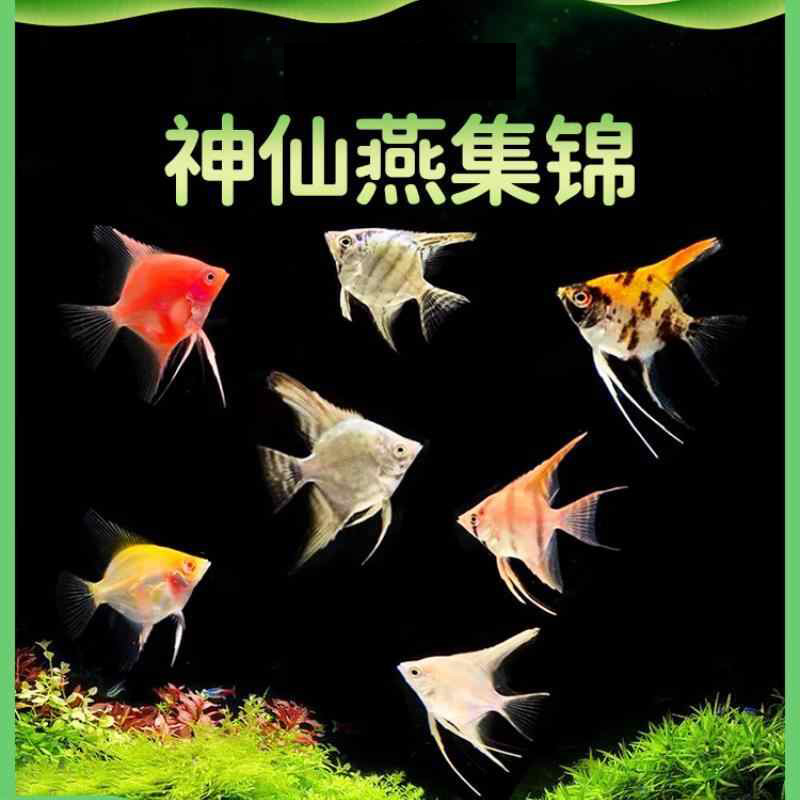 【水族】神仙鱼精品燕鱼小型热带鱼活体观赏鱼热带鱼活体好养