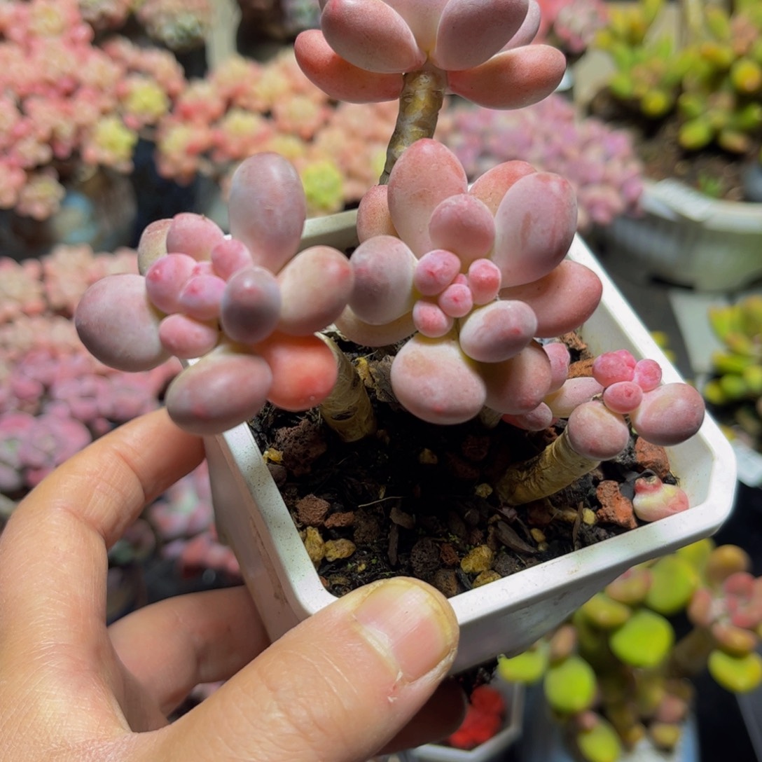 198一代苹果奶（不包整）