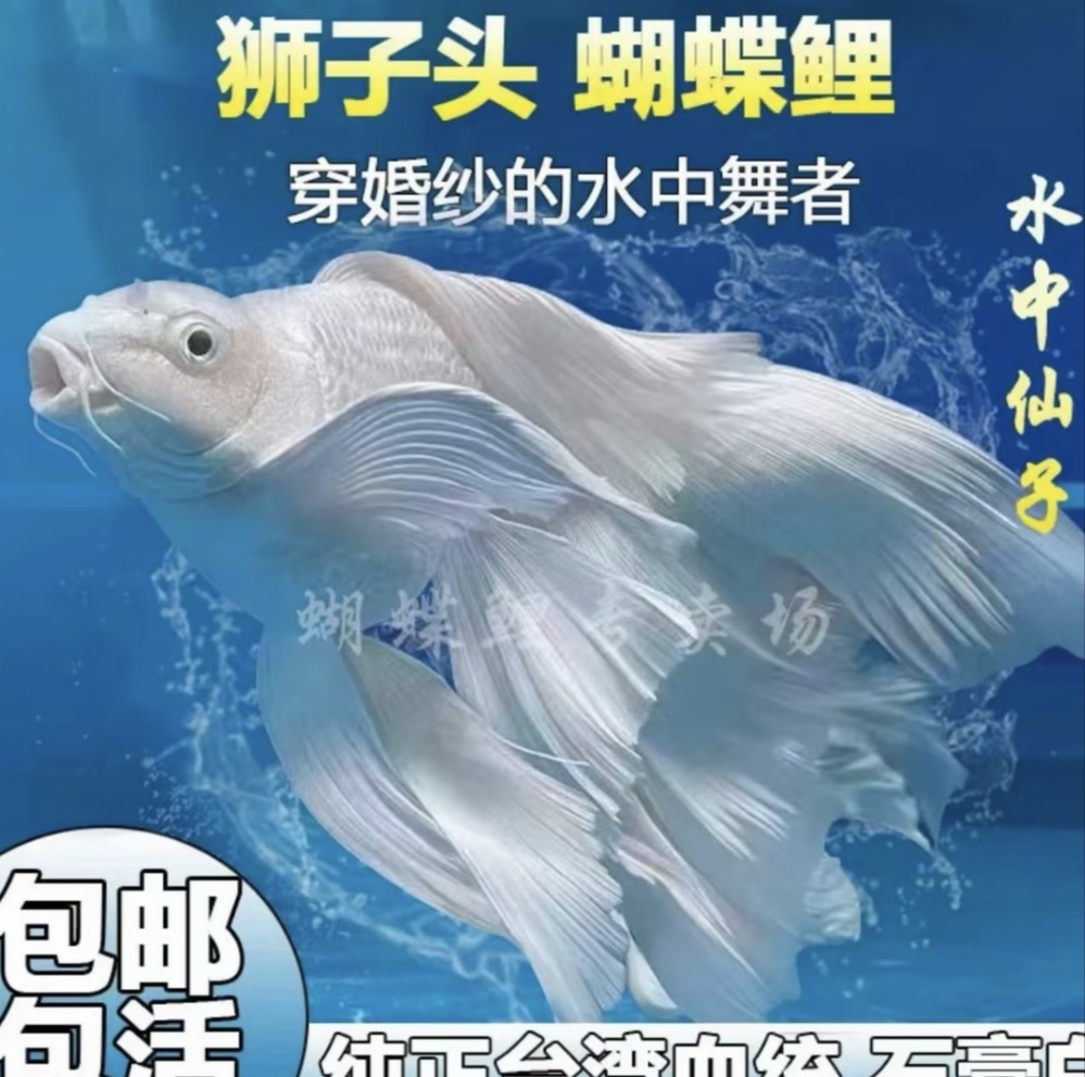 改价1-------专属蝴蝶鲤