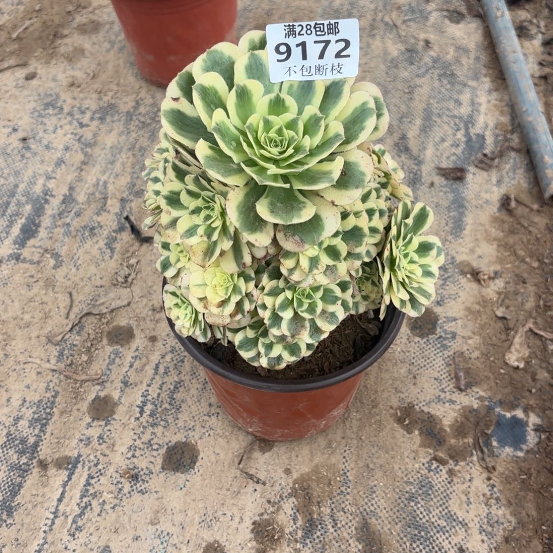 X. 9172迈巴赫多肉，adede