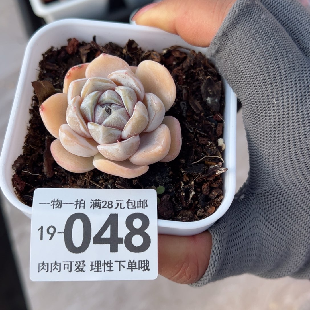 汉堡，多肉多肉多肉多肉