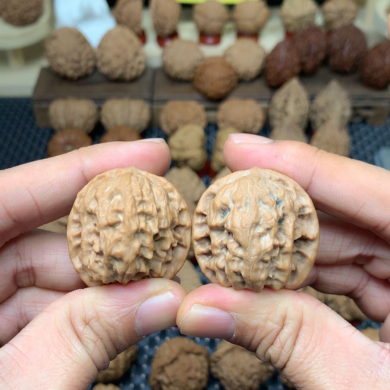 【闪购商品】文玩核桃把件全品野狼狮子头35.5福利