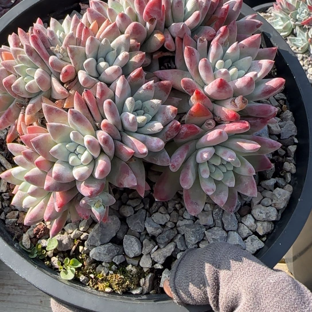 ?****つ20250101z小情绪