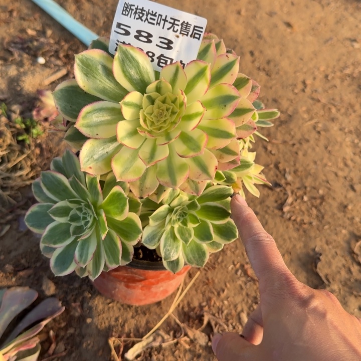 583二号棚玉芙蓉C