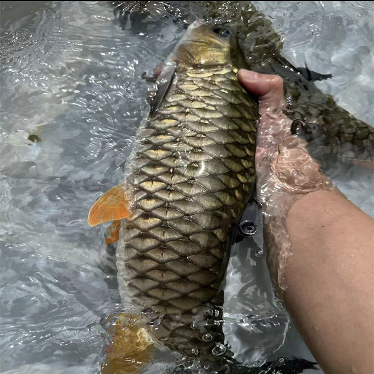 H活体鱼 四川军鱼 光倒刺鲃 黄娟鱼 观赏水族 淡水养殖 渔场直发