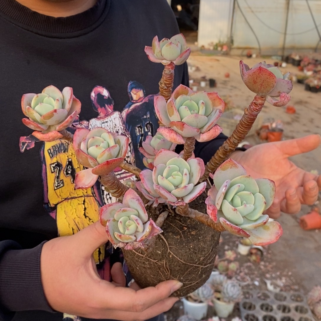 白月光五大头起发，160杯