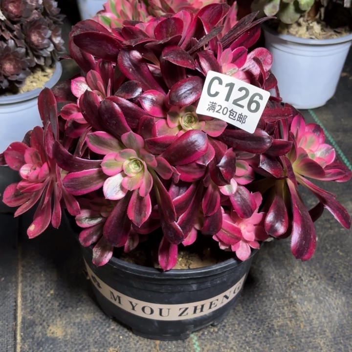 瑞妈一物一拍 126