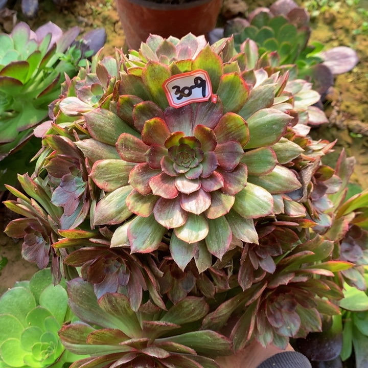 红霞多肉植物30-9