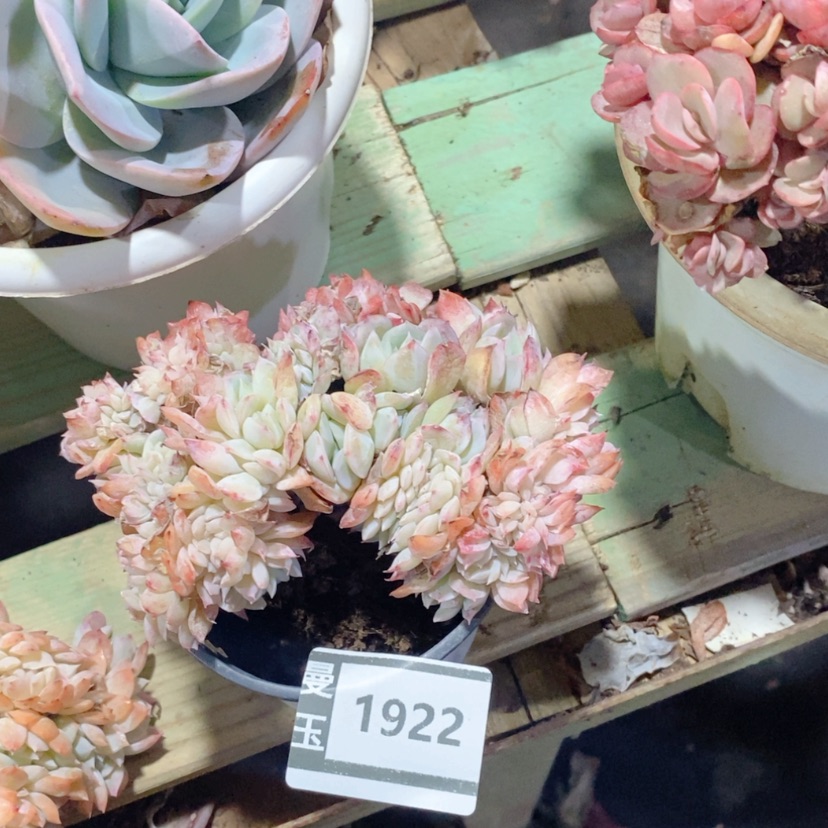 【闪购商品】莎莎缀1922