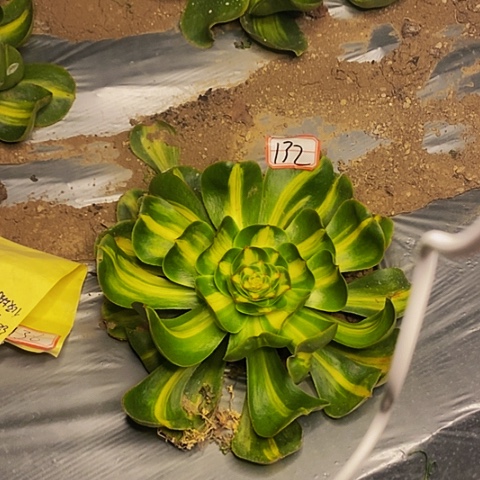 暴君法师法师132链接